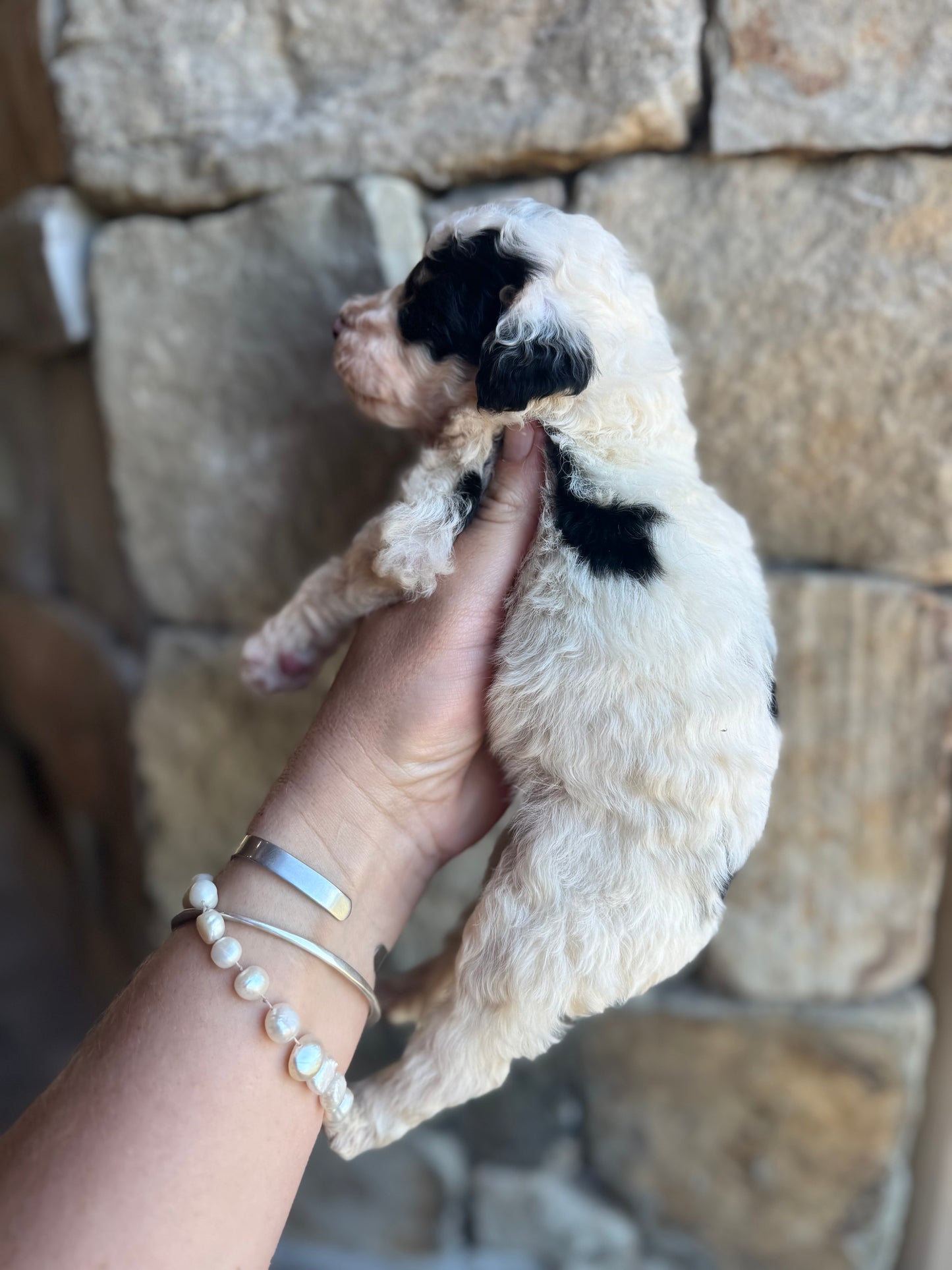 F1B Mini/Medium Bernedoodle (male) “Mountain Dew”
