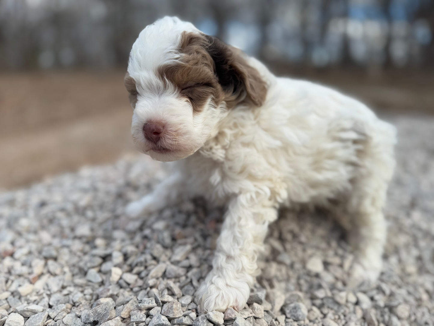 F1bb Micro/Mini Bernedoodle (male) "Walker”