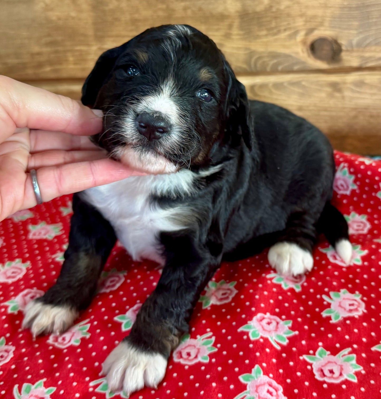 F1 Standard Bernedoodle (male) “King”