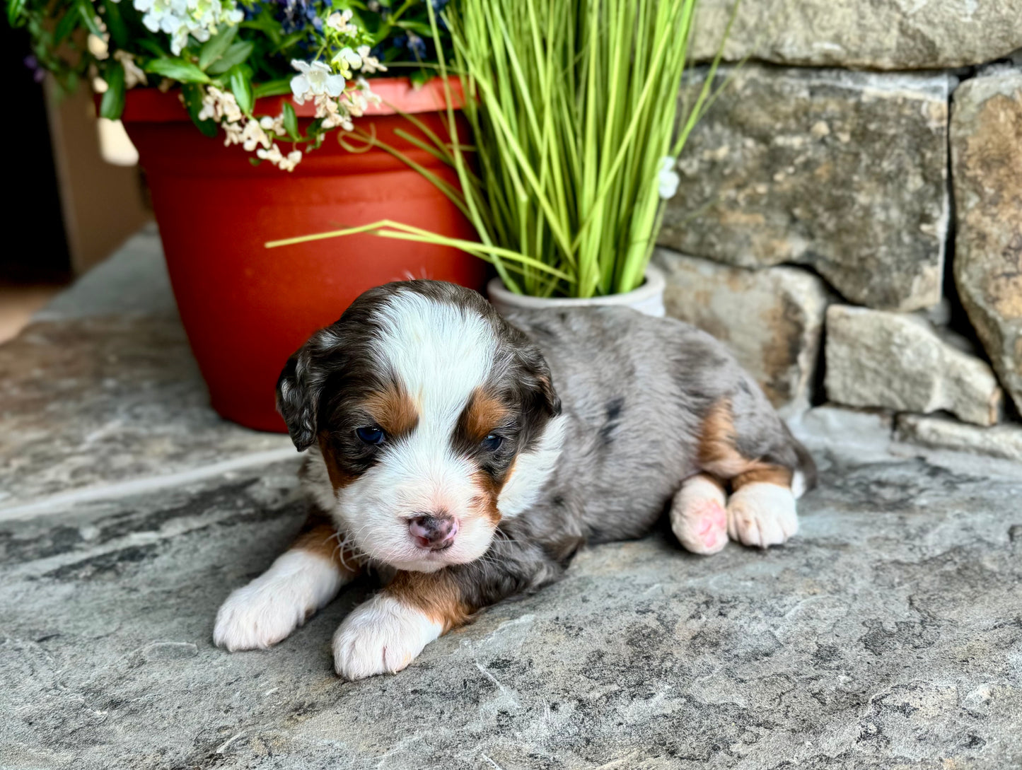 F1 mini  Bernedoodle (male) "Okra"