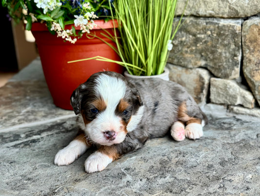 F1 mini  Bernedoodle (male) "Okra"