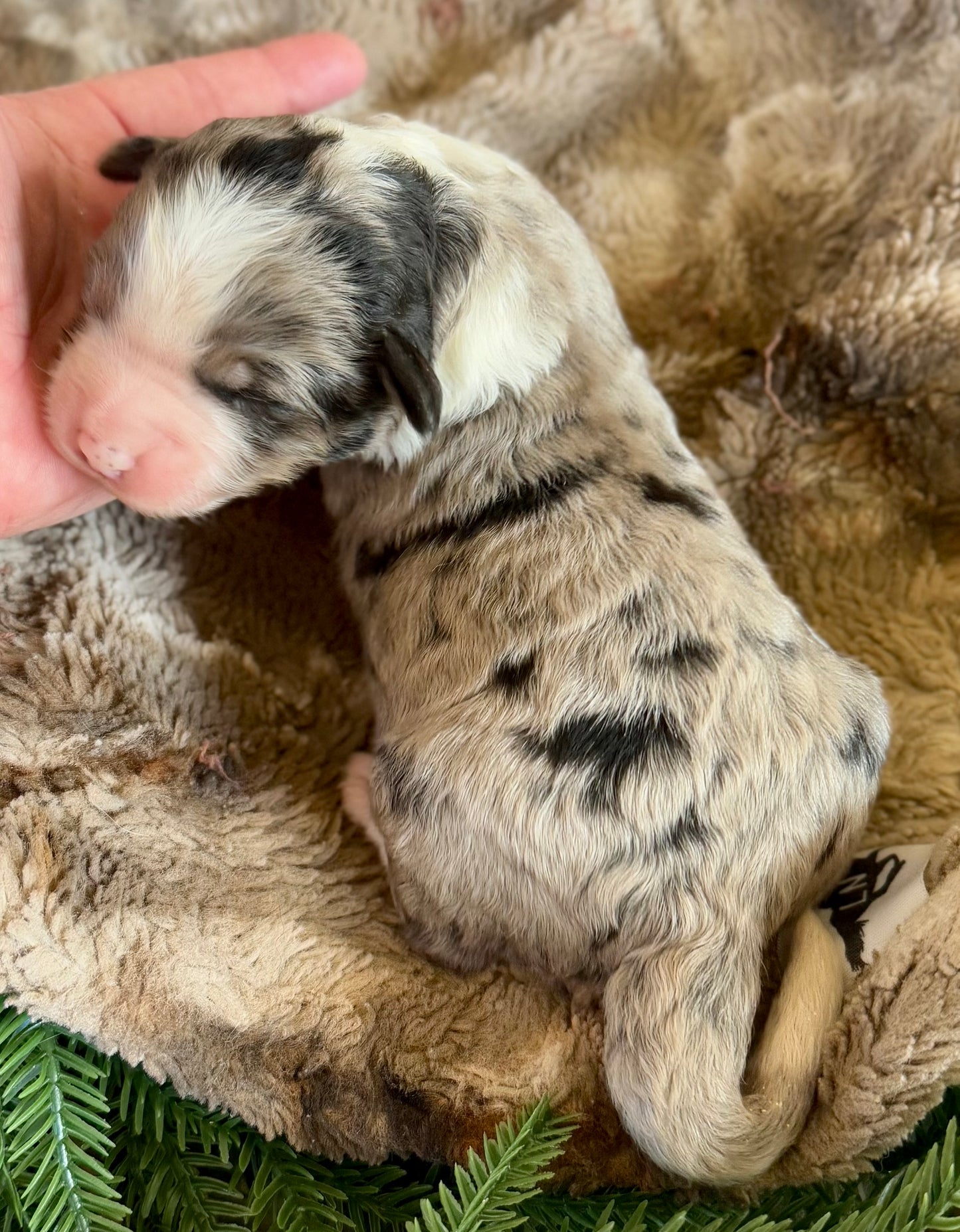 F1 Standard Bernedoodle (female) "Daisy”