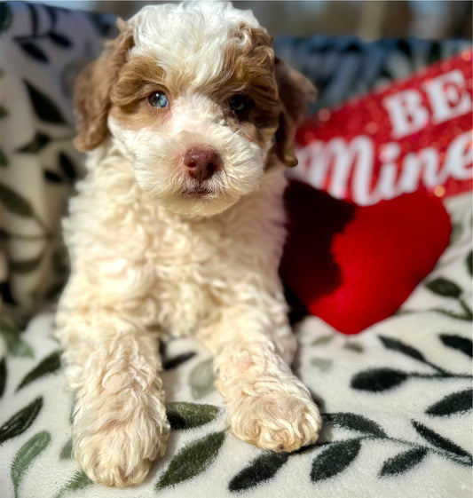 F1bb Micro/Mini Bernedoodle (male) "Walker”