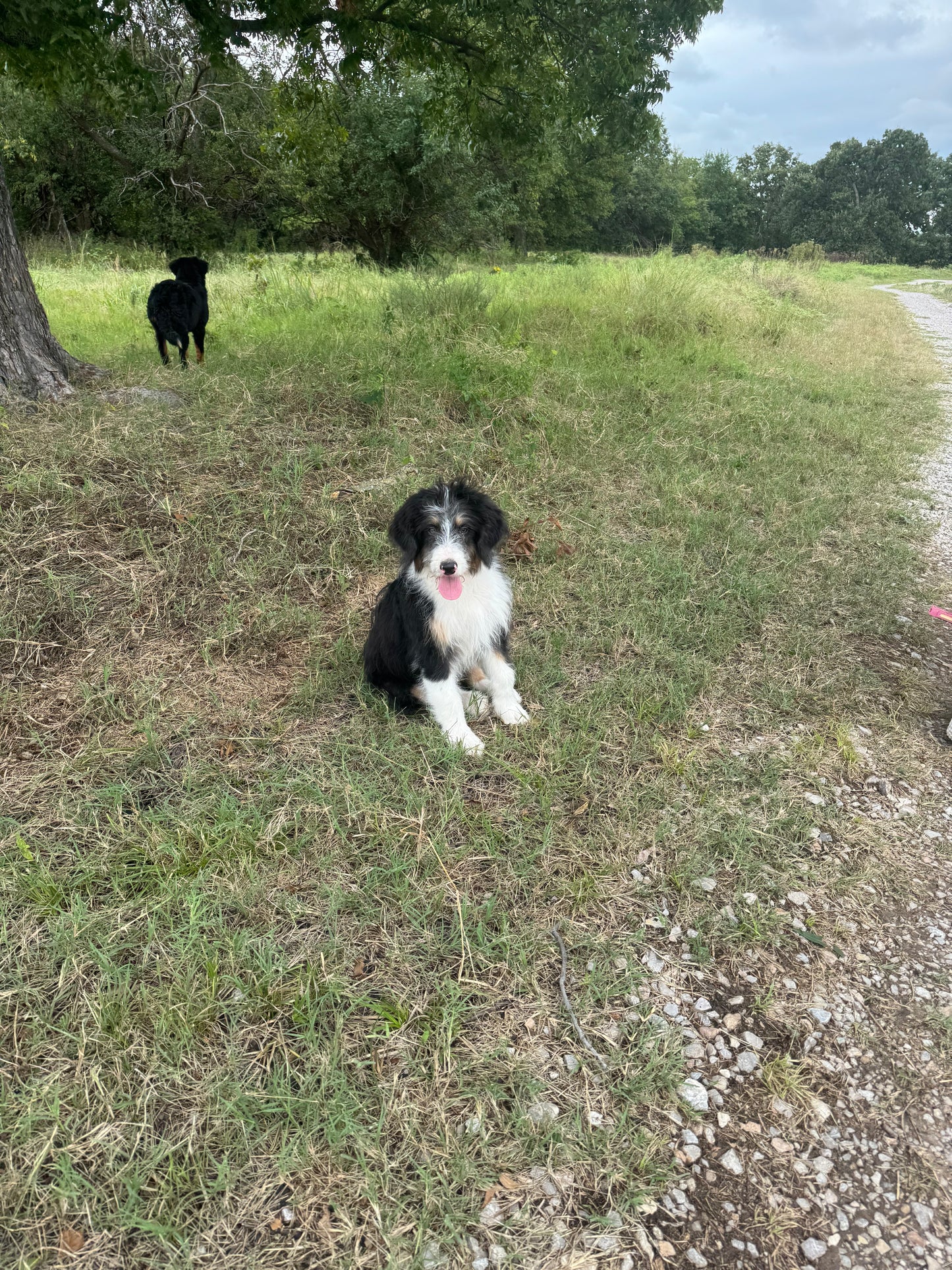 F1 Standard Bernedoodle (male) "black cat"