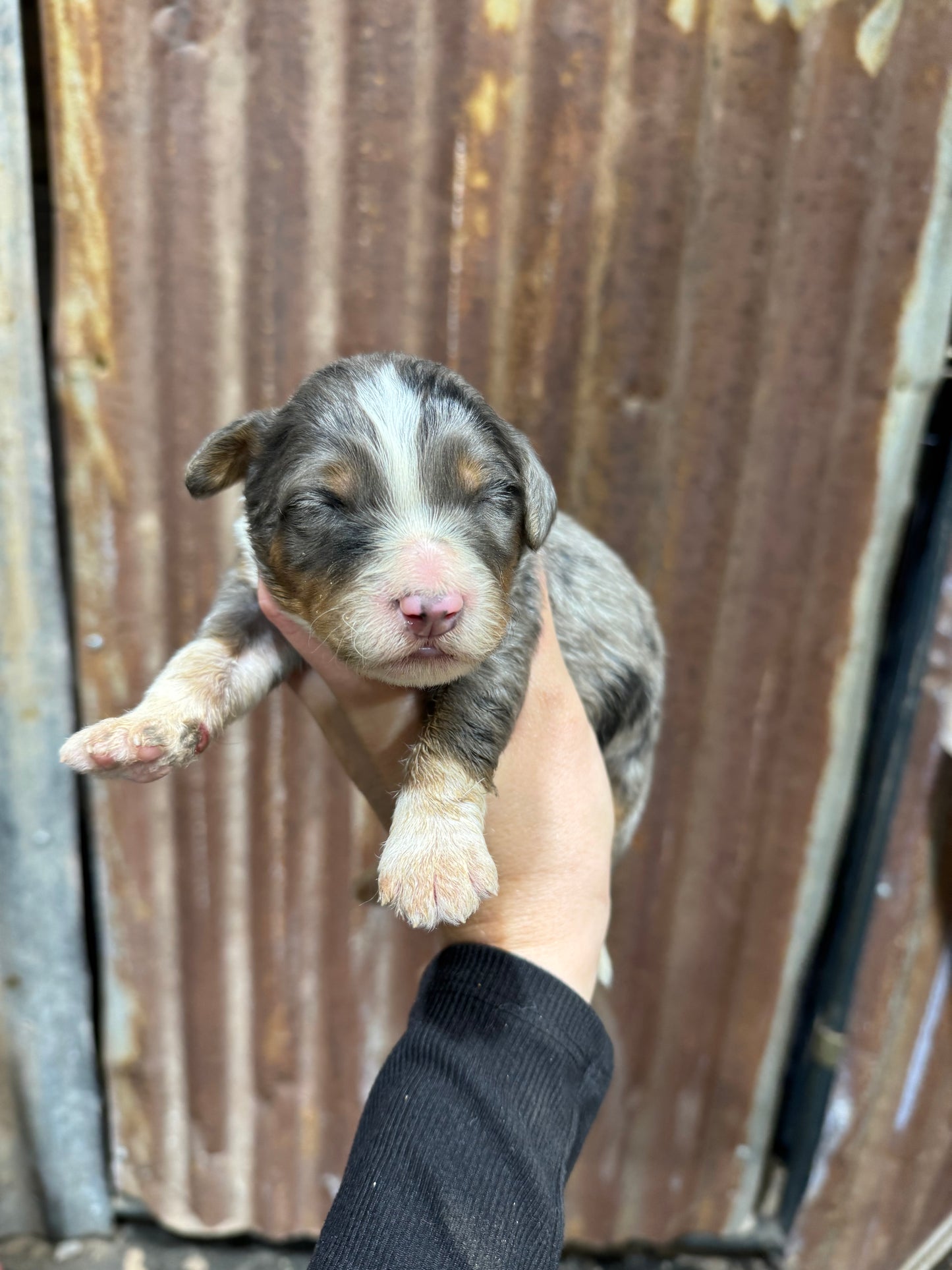 F1 Mini/medium Bernedoodle (male) "Spirit"