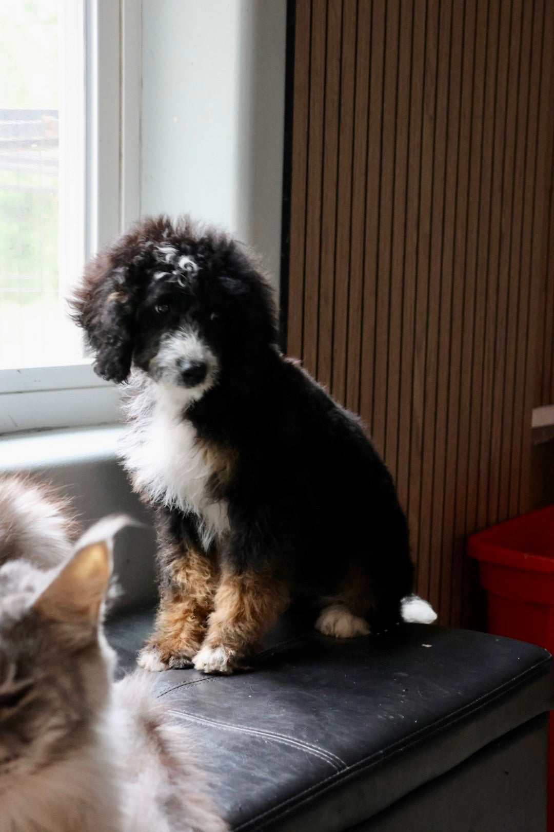 F1B Mini Bernedoodle (male) "Frank”
