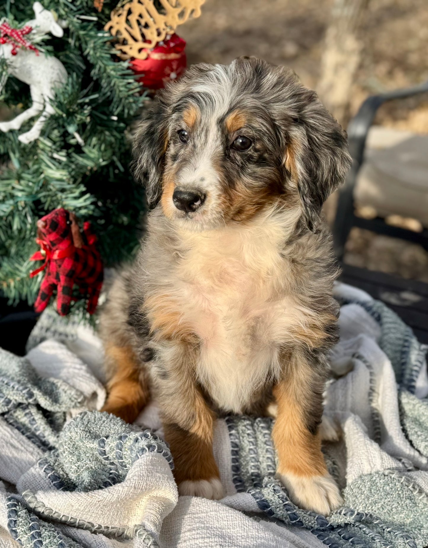 F1 medium Bernedoodle (male) "Woody"