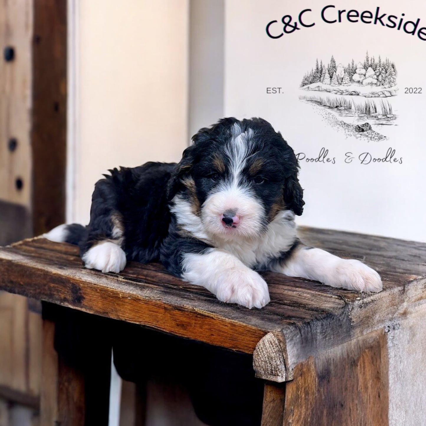 F1 Standard Bernedoodle (male) "black cat"