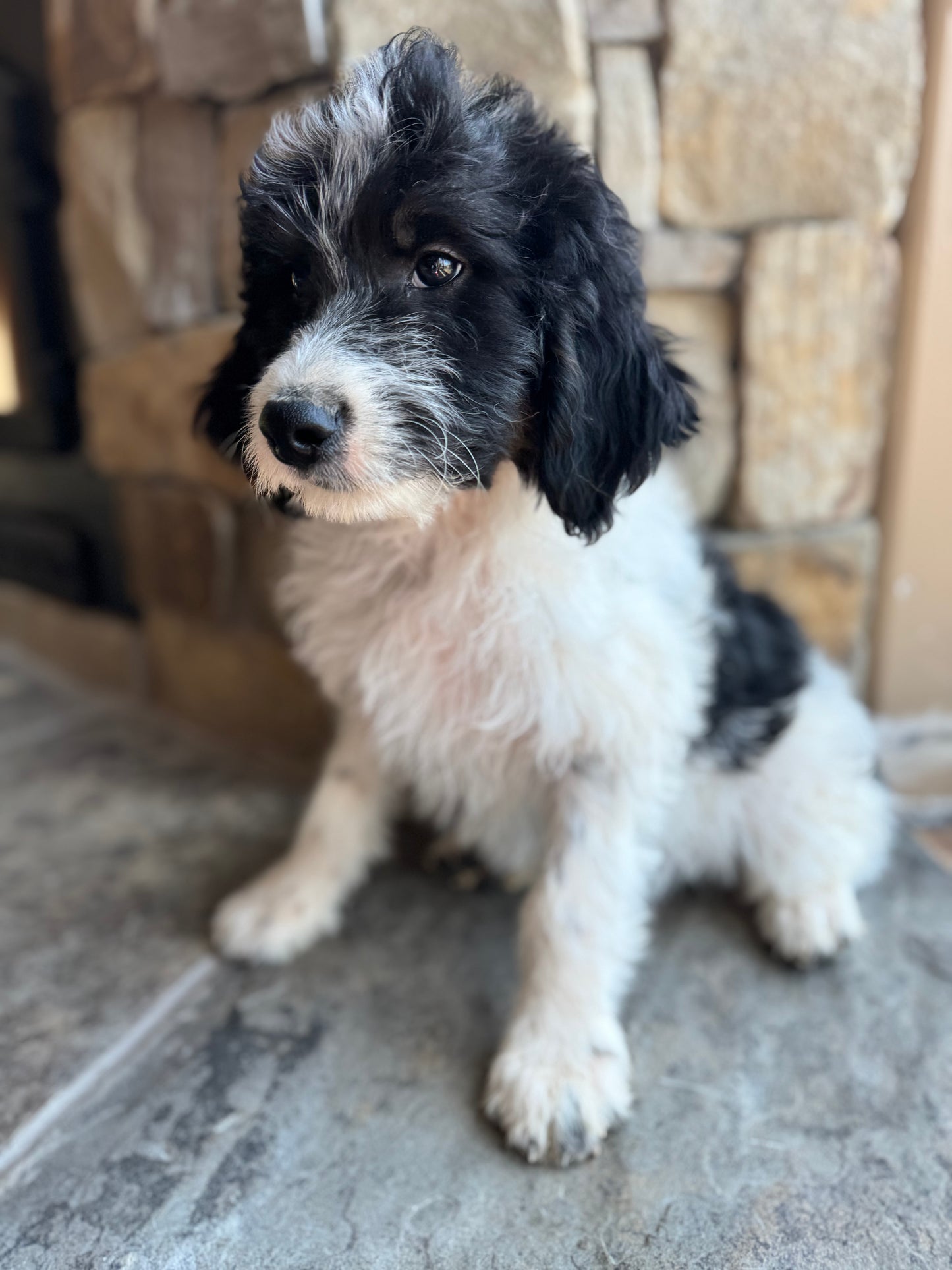F1B Mini Bernedoodle (female) "Lisa”