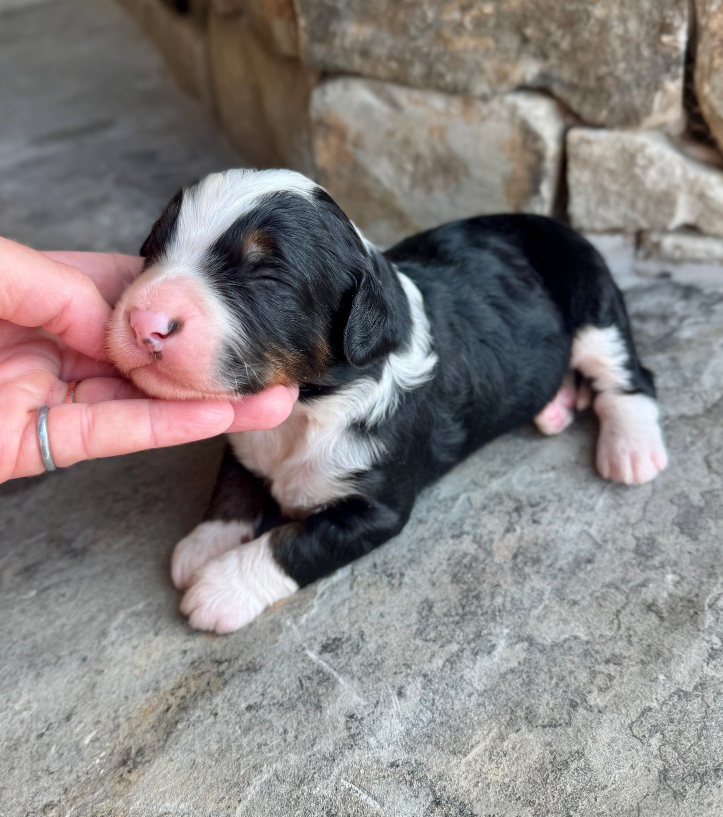 F1 mini  Bernedoodle (male) "Wheat”