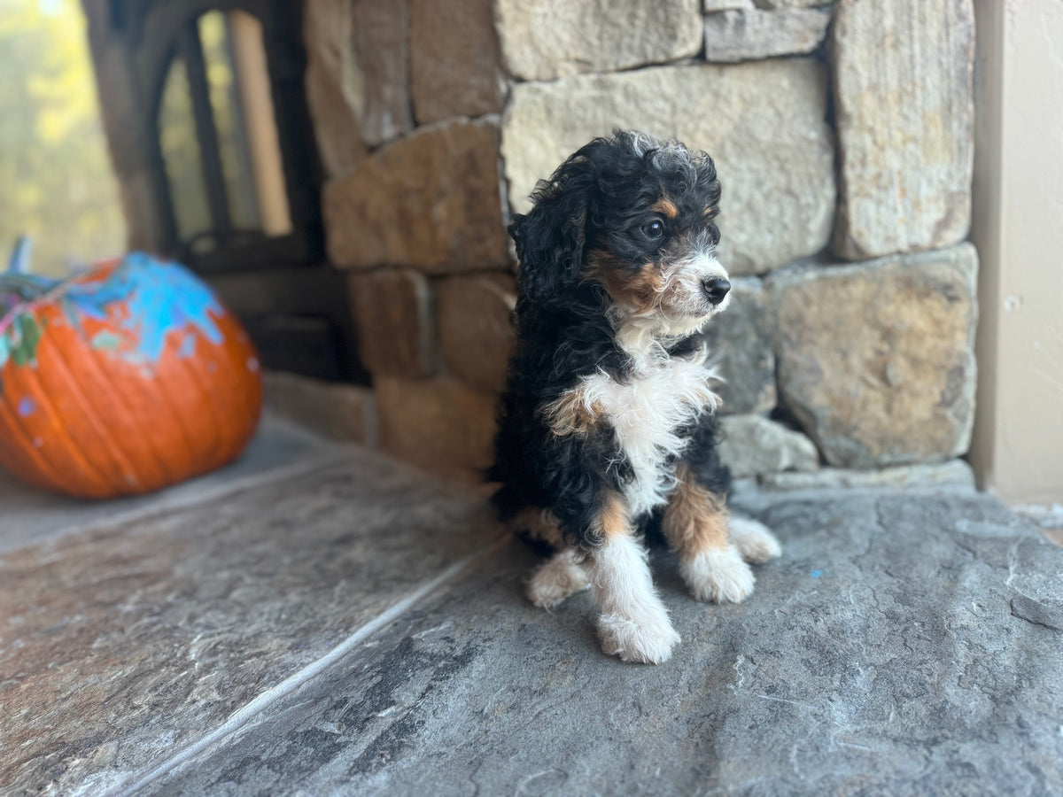 F1B Micro/Mini Bernedoodle (male) “Francis”