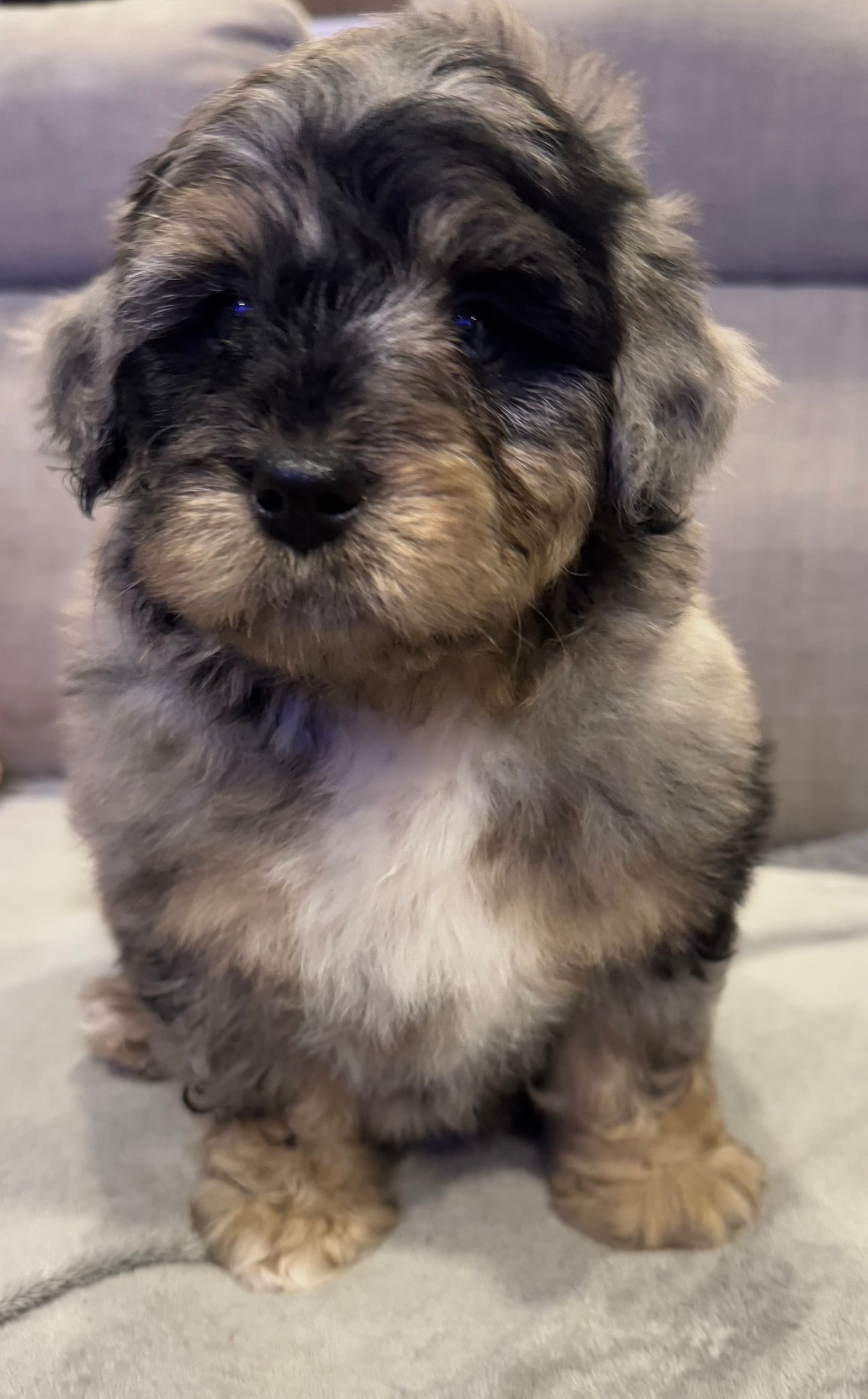 F1b Mini Bernedoodle (male) "Dean”