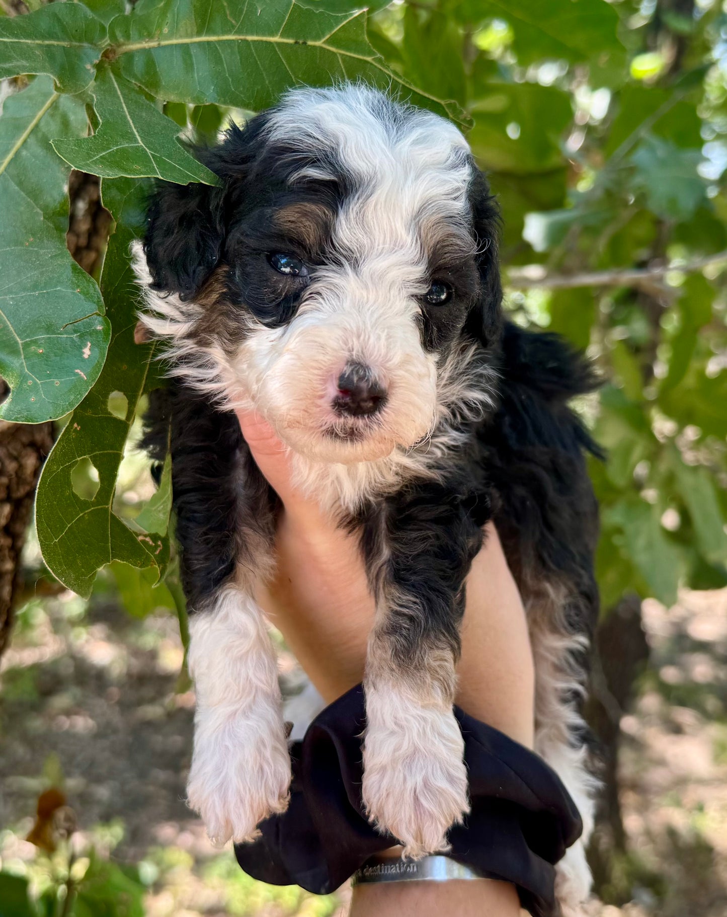 F1bb Micro/Mini Bernedoodle (male) "Oreo Blast"