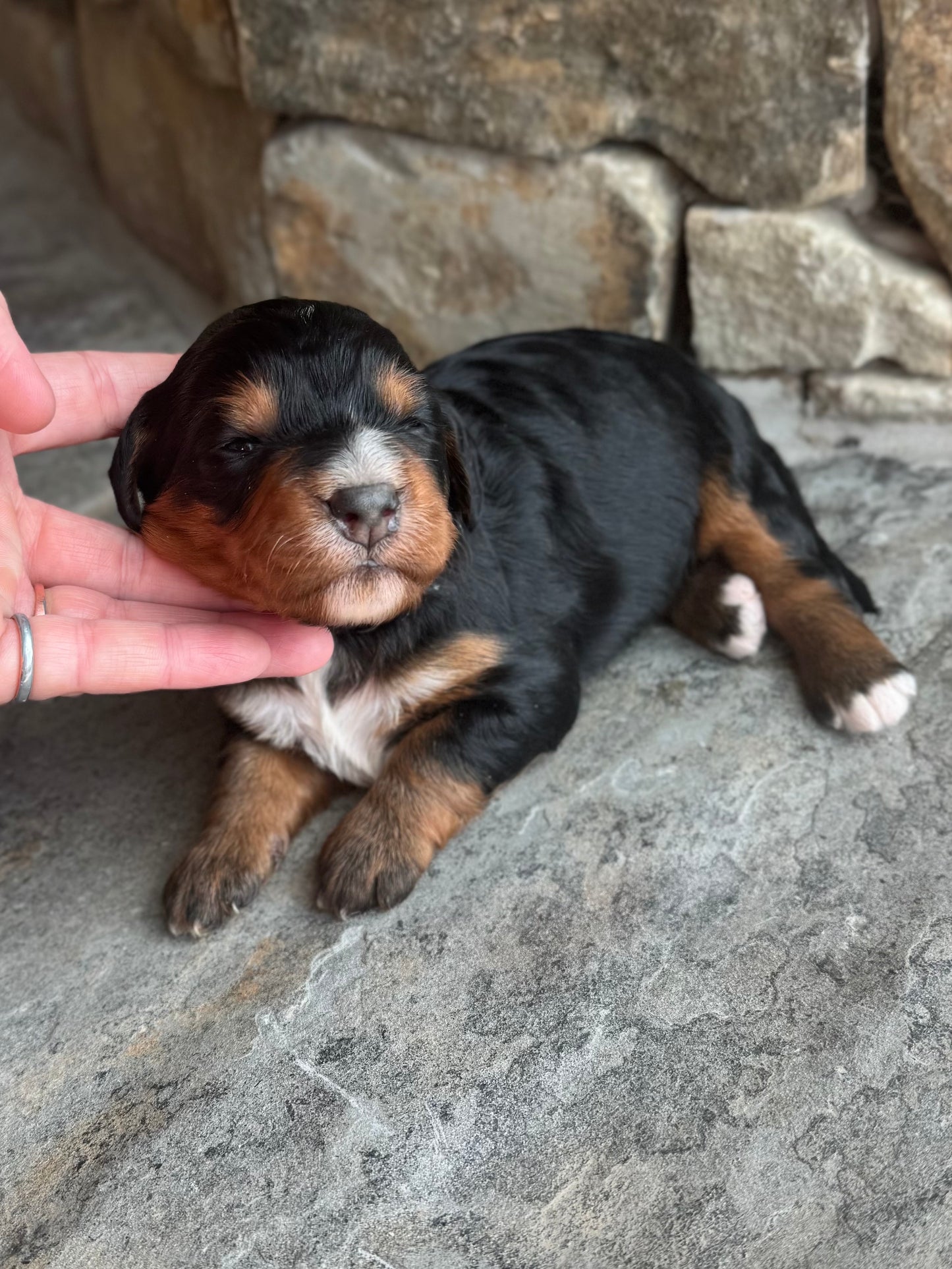 F1 mini  Bernedoodle (female) "Strawberry"