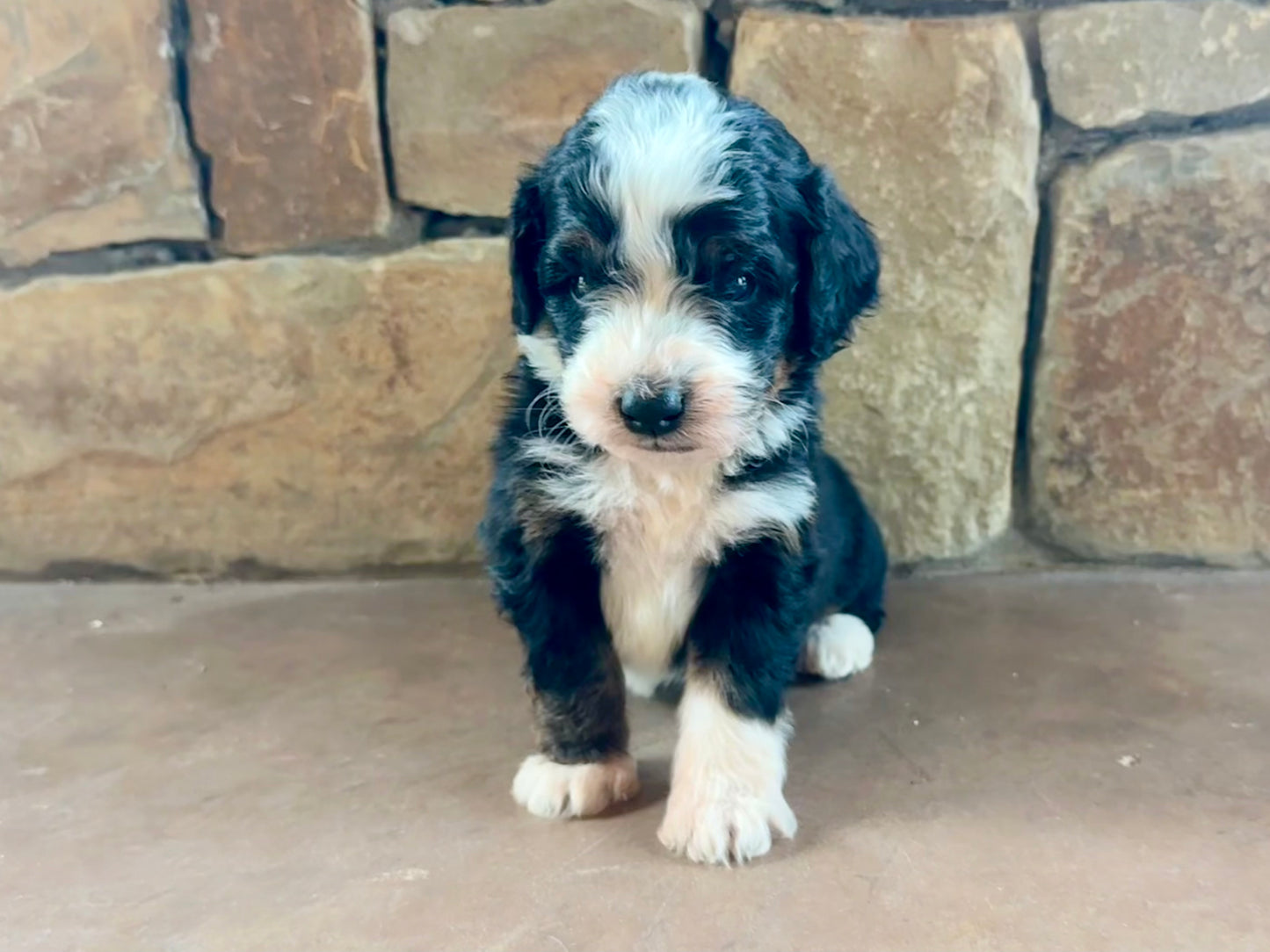 F1B Mini/ Medium Bernedoodle (male) “Pepsi”