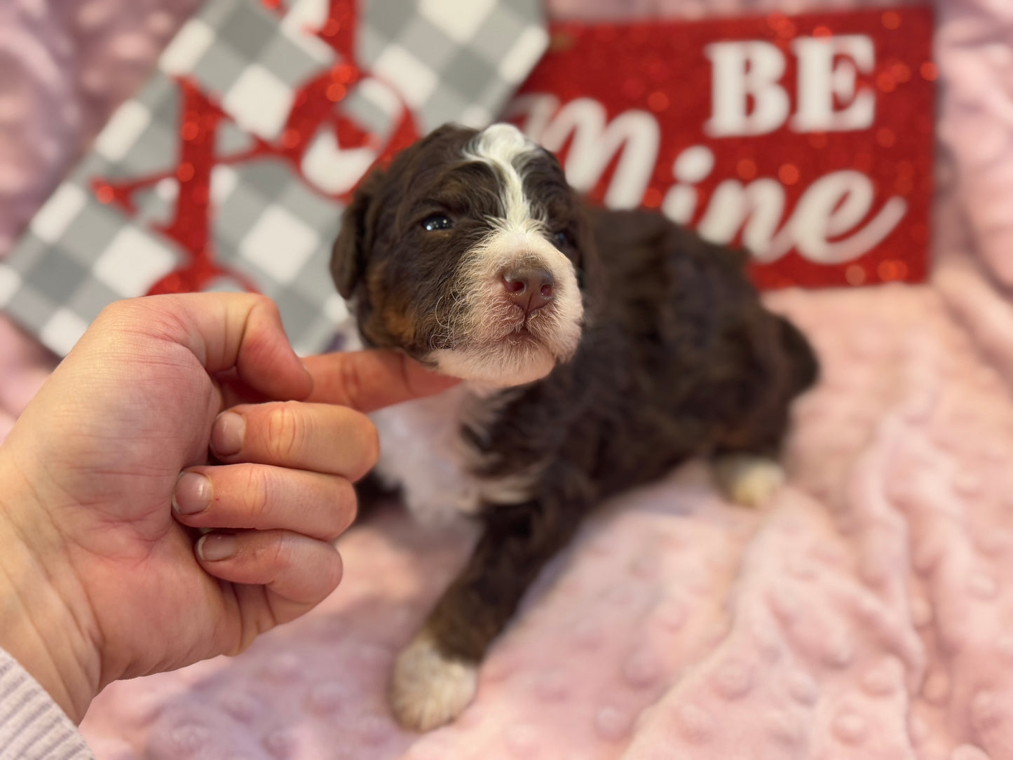 F1bb Micro Bernedoodle (male) "John Dutton”