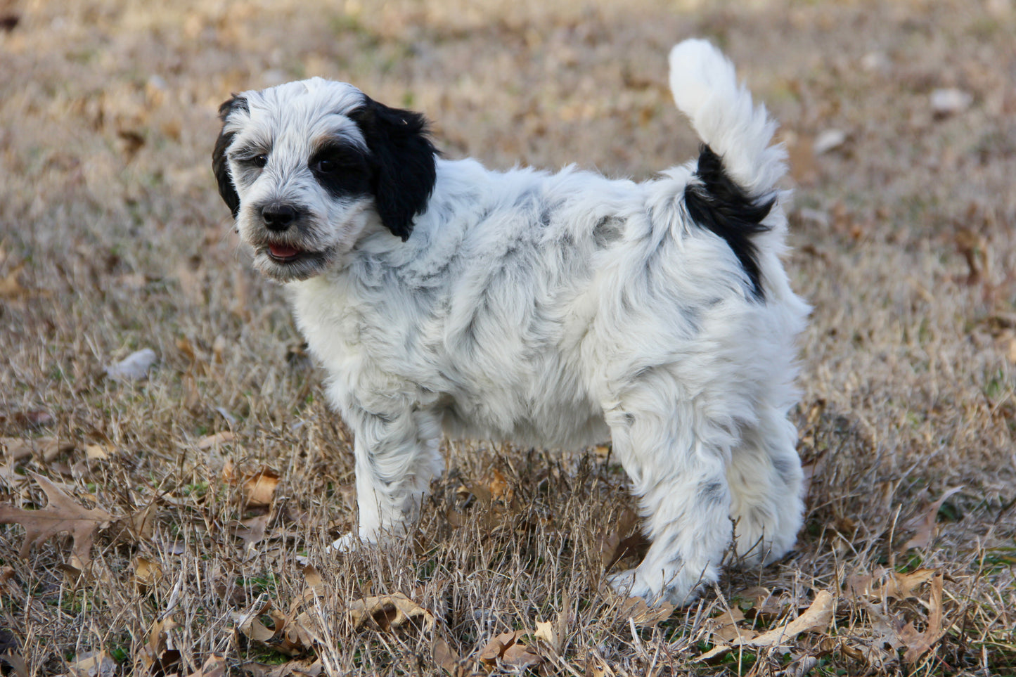 F1bb Micro/Mini Bernedoodle (female) "Jordyn"