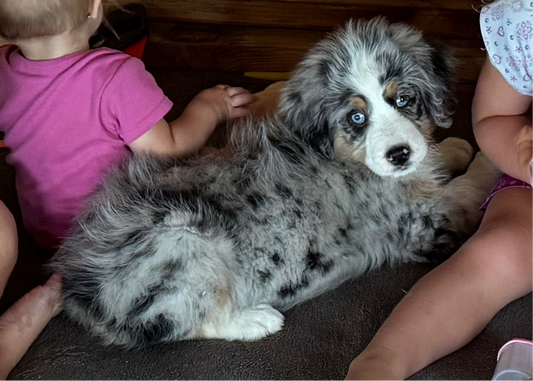 F1 Standard Bernedoodle (female) "Pooh Bear"