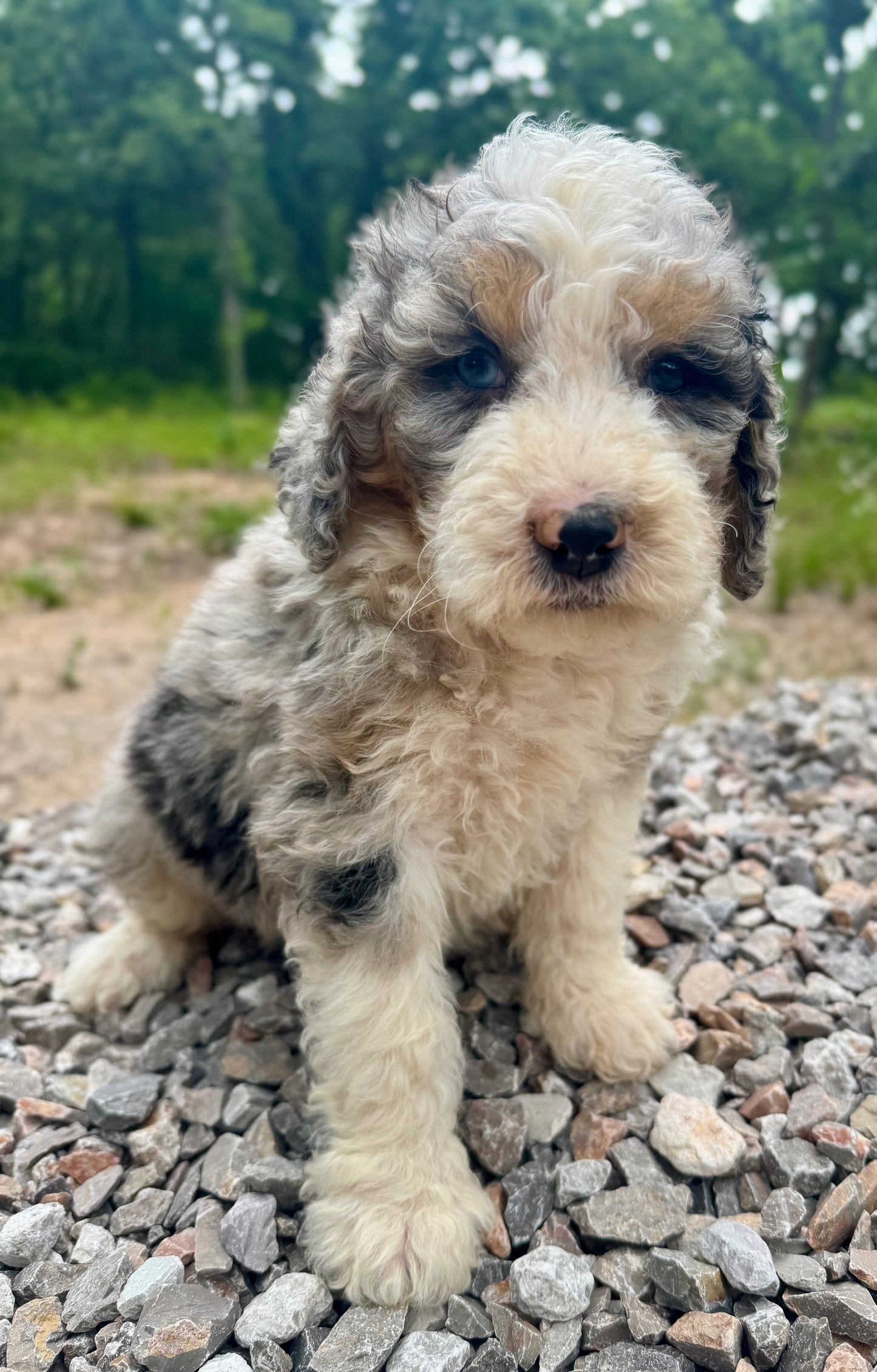 F1B Medium Bernedoodle (male) "Cobra Bubbles ”