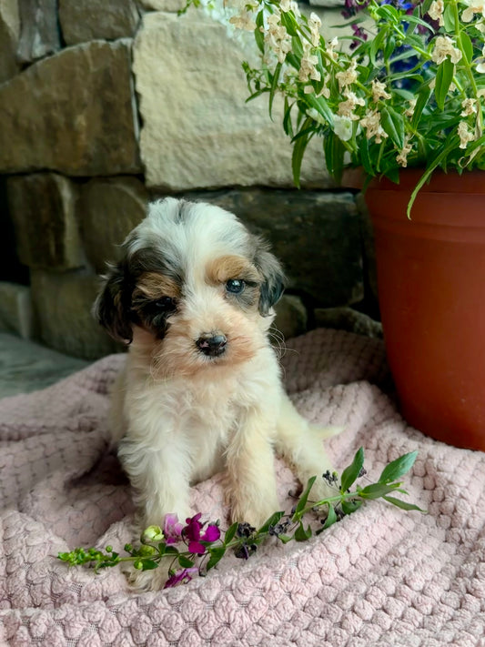 F1B Mini/ Medium Bernedoodle (female) “Sierra Mist”