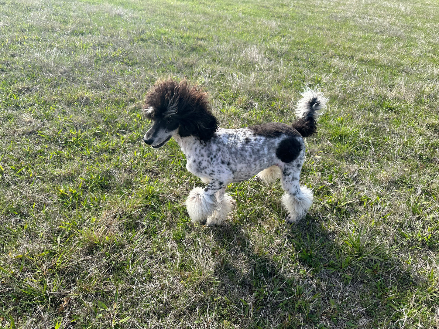 AKC Moyen Poodle "Beth Dutton"