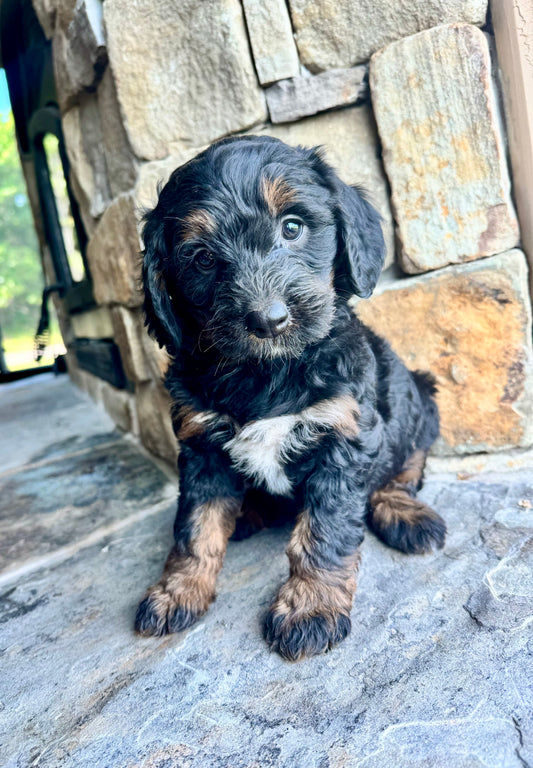 F1 mini  Bernedoodle (female) "BlackBerry”