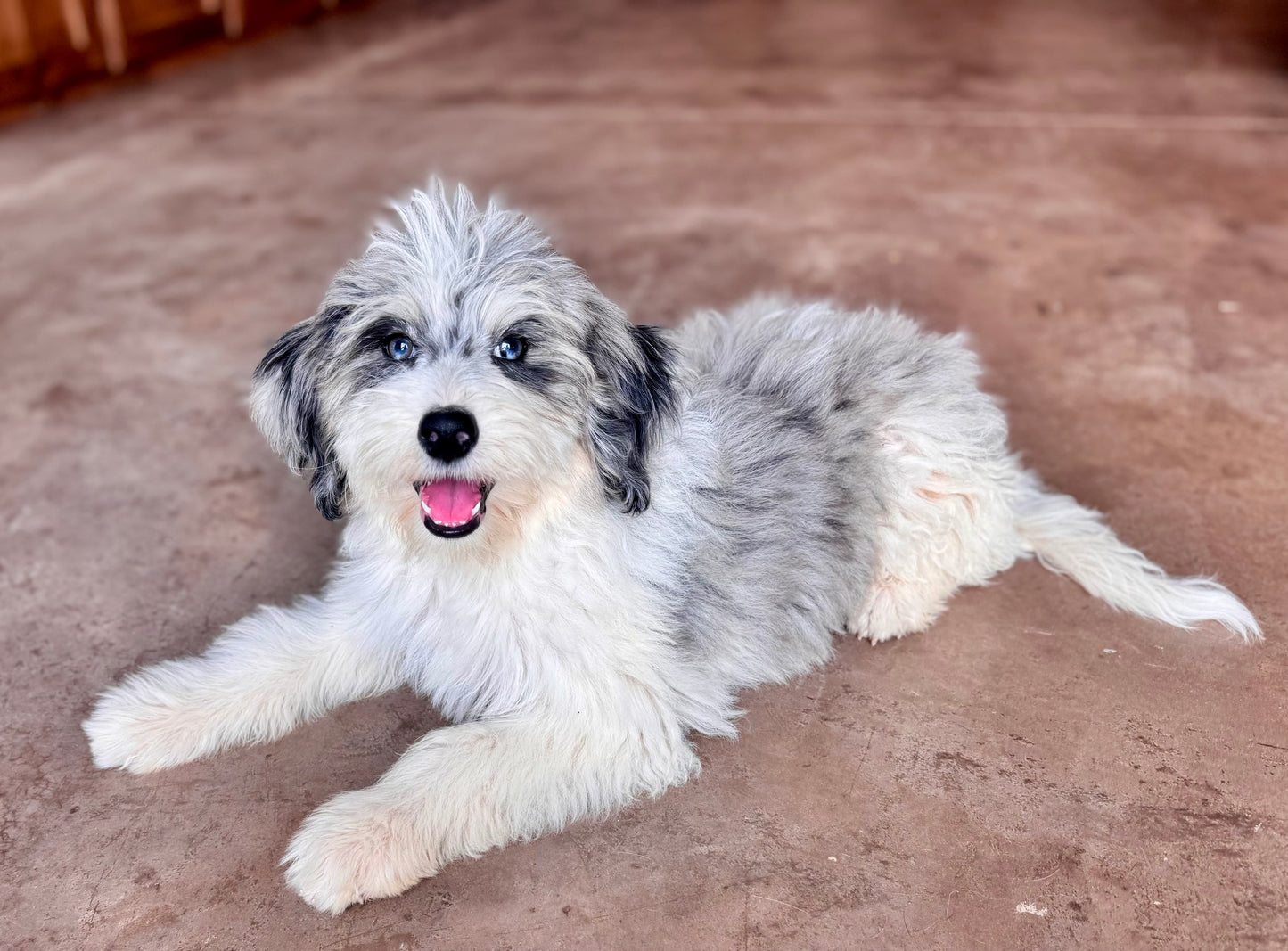 F1B Mini Bernedoodle (female) “Penny”