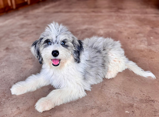 F1B Mini Bernedoodle (female) “Penny”