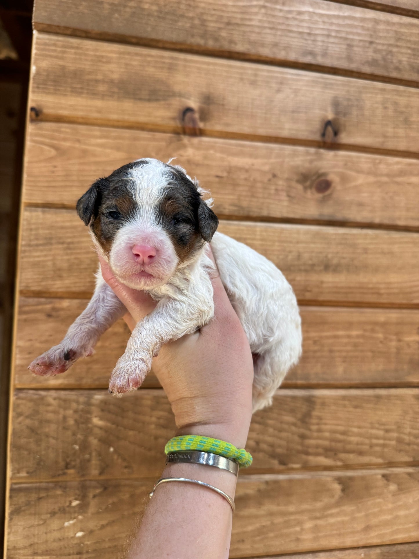 F1BB Micro/Mini Bernedoodle (female) "Bambi”