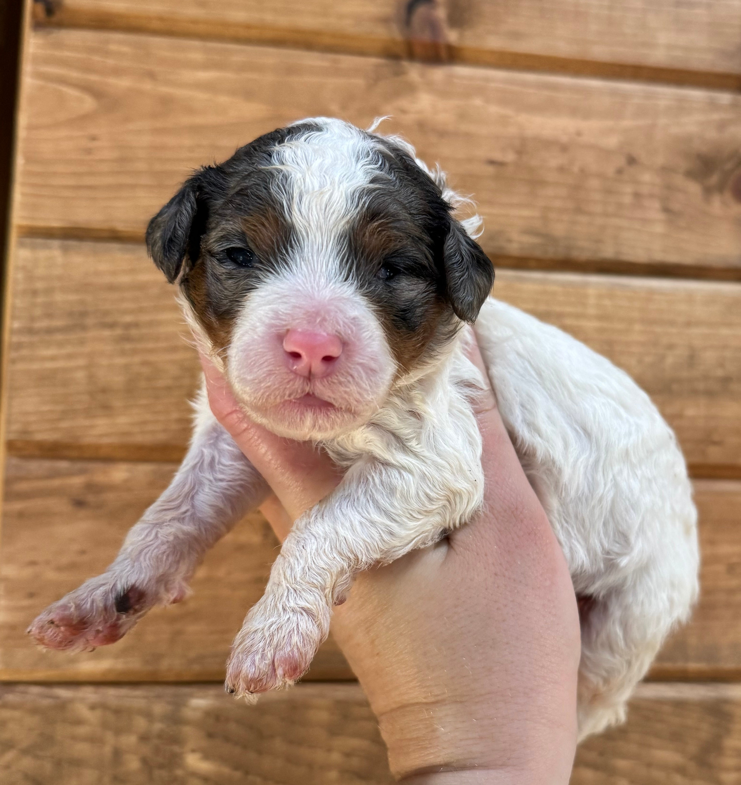 F1BB Micro/Mini Bernedoodle (female) "Bambi”