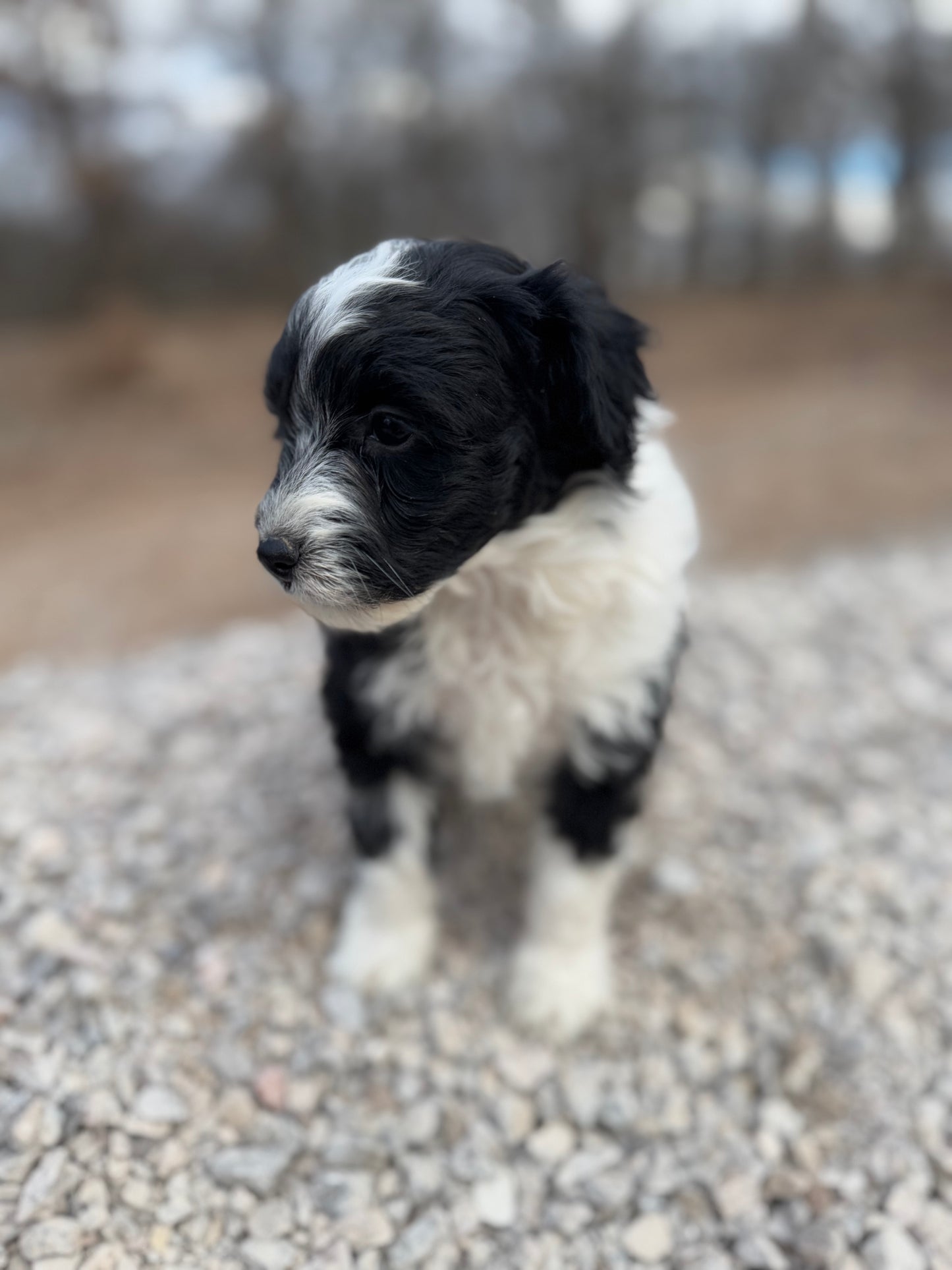 F1b Mini Bernedoodle (female) "Lorelai”