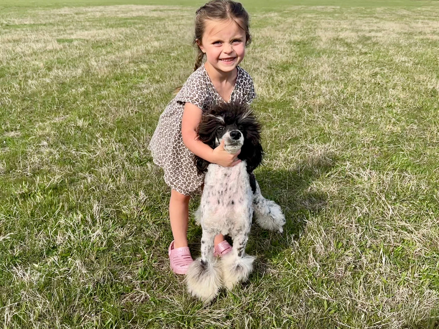 AKC Moyen Poodle "Beth Dutton"