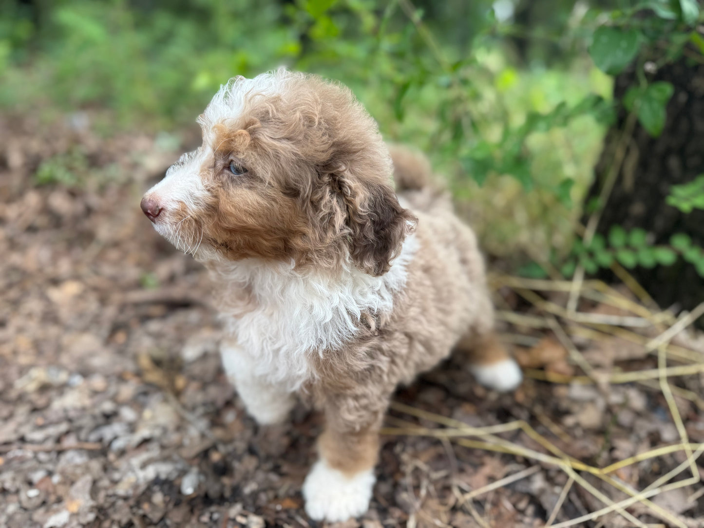 F1B Medium Bernedoodle (male) "Captain Gantu ”
