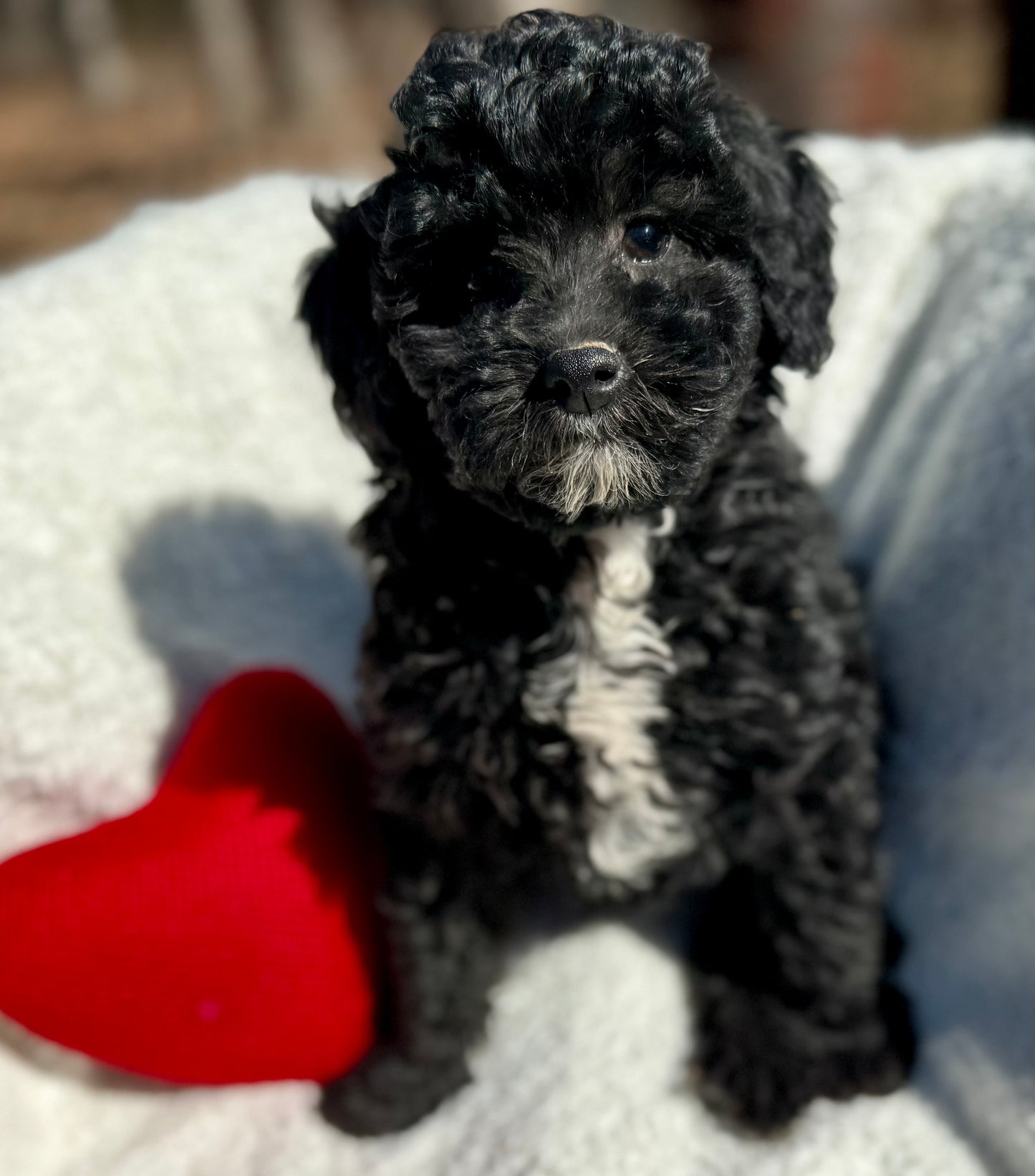 Micro Multigen Bernedoodle (female) "Emma”