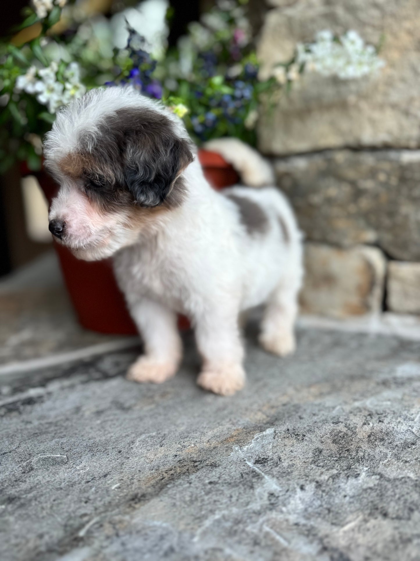 F1B Mini/ Medium Bernedoodle (female) “Sierra Mist”