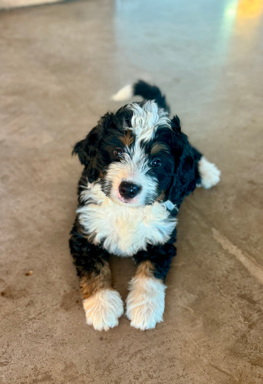 F1 mini  Bernedoodle (male) "Wheat”