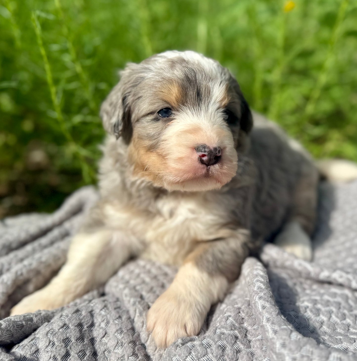 F1 Standard Bernedoodle (male) "Tigger"