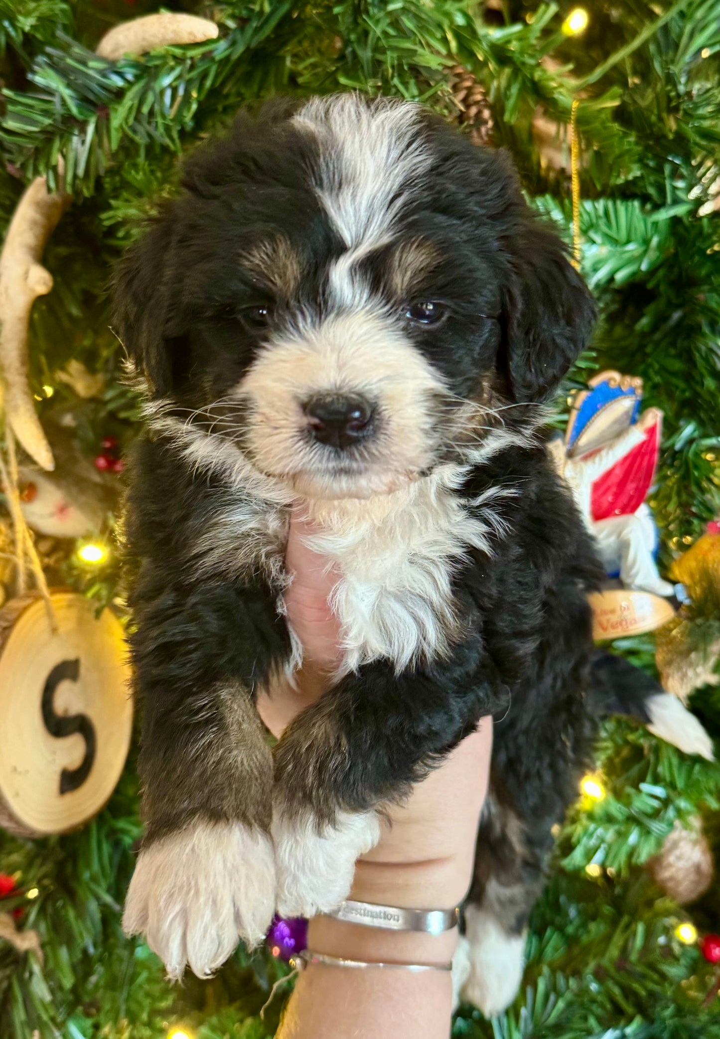 F1 Standard Bernedoodle (female) "Daffy Duck”