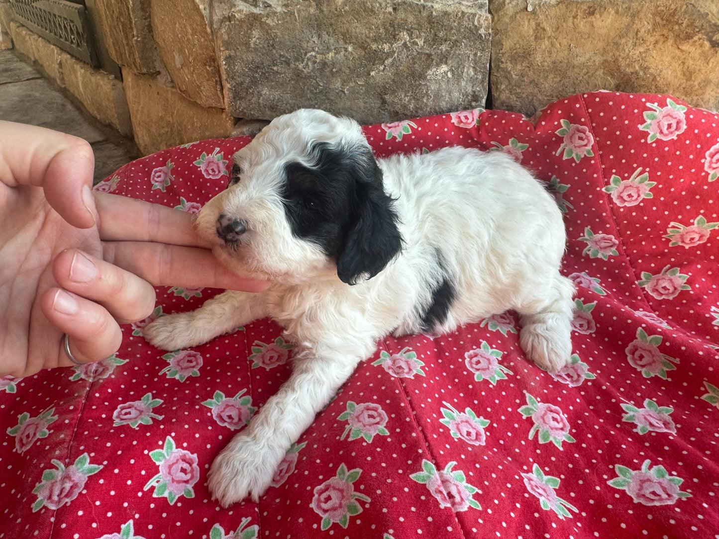 F1bb Micro/Mini Bernedoodle (female) "Pepper"