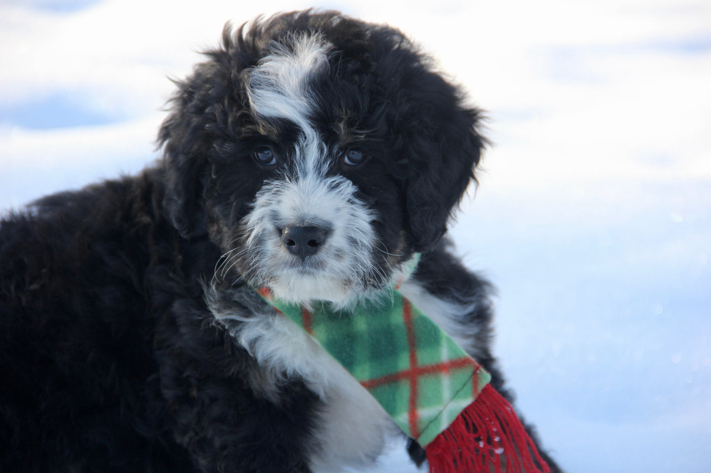 F1 Standard Bernedoodle (male) "Tank"