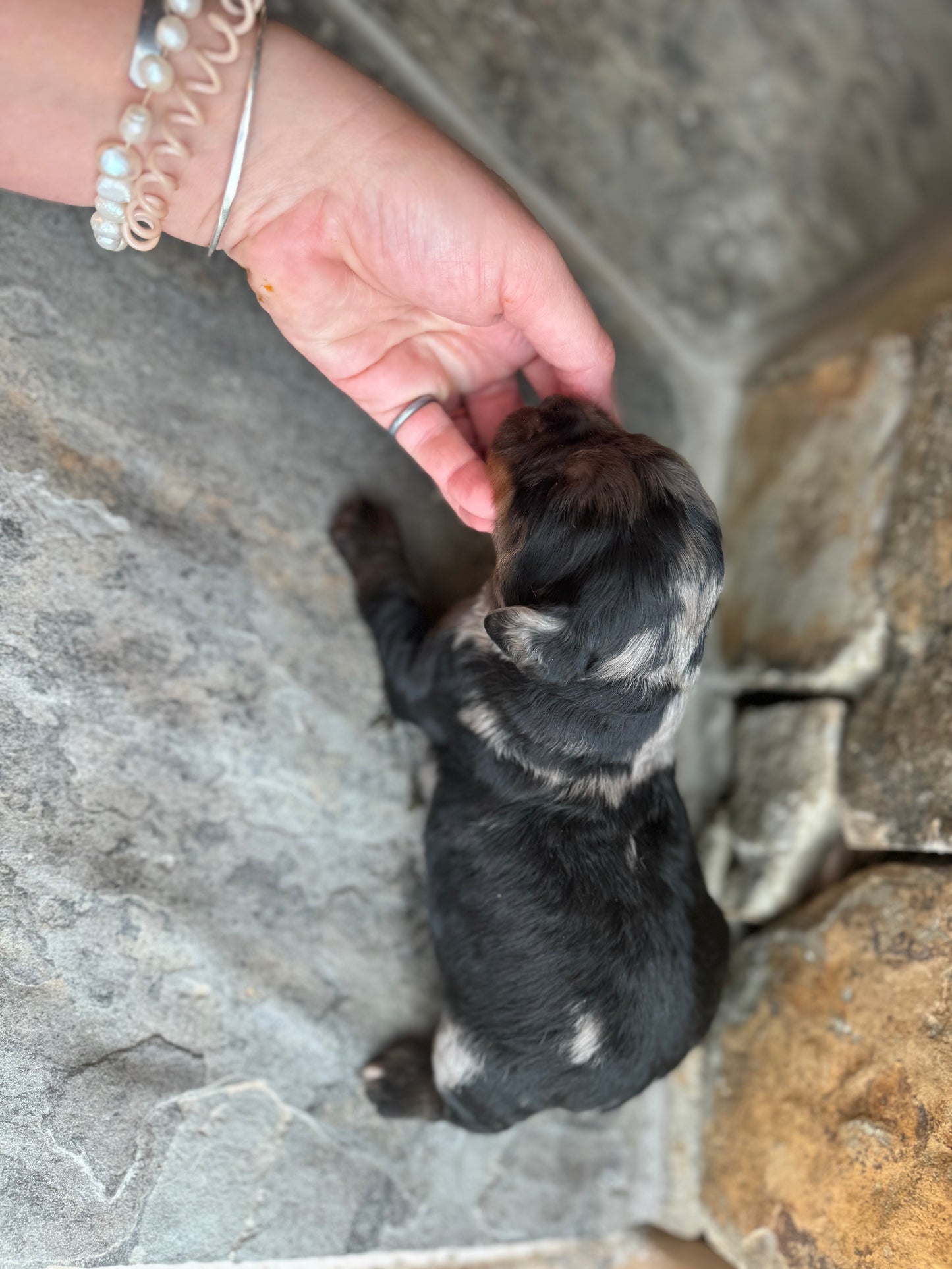 F1 mini  Bernedoodle (female) "Watermelon"