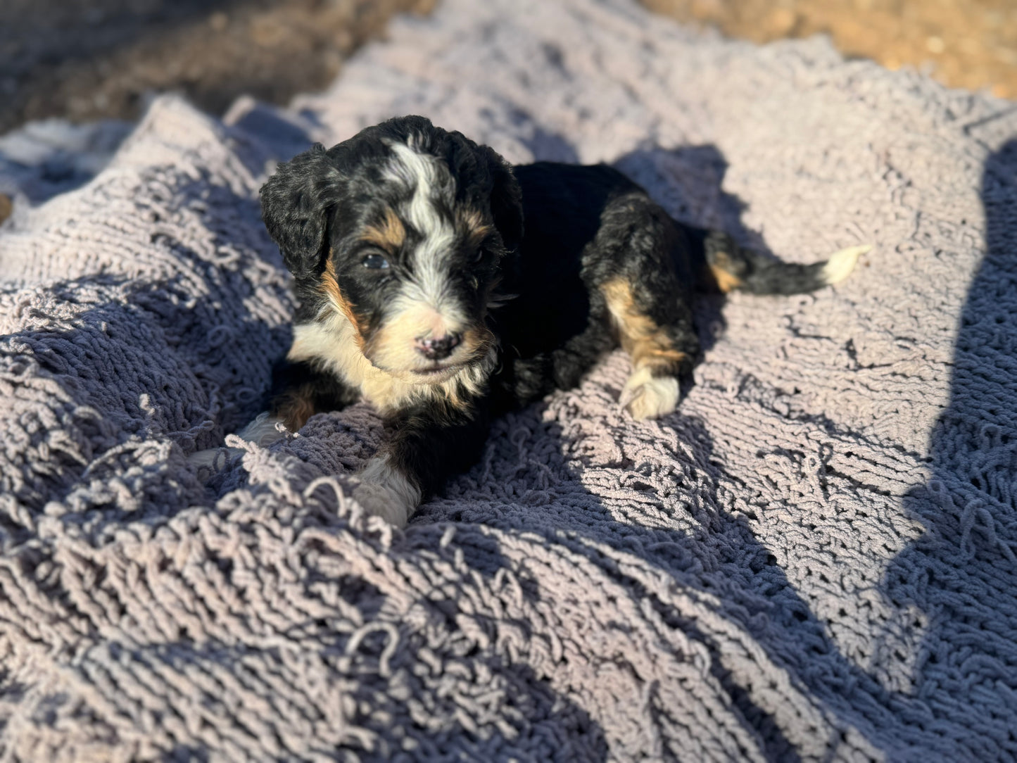 F1 Mini/medium Bernedoodle (female) "Abigail”