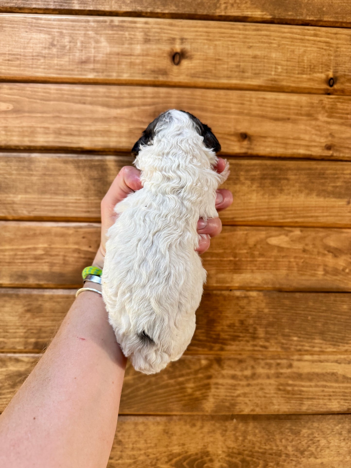 F1BB Micro/Mini Bernedoodle (female) "Bambi”