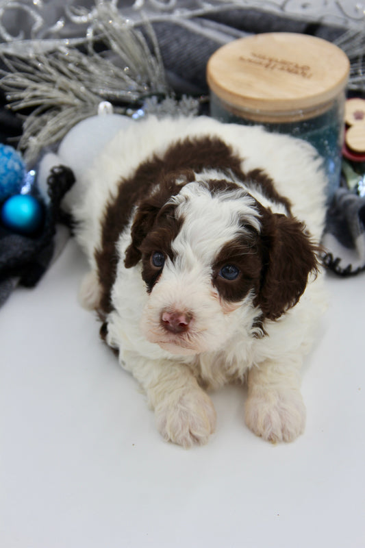 F1bb Micro/Mini Bernedoodle (female) "Miss Joey"