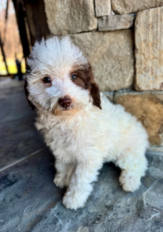 F1bb Micro/Mini Bernedoodle (female) "Salt"