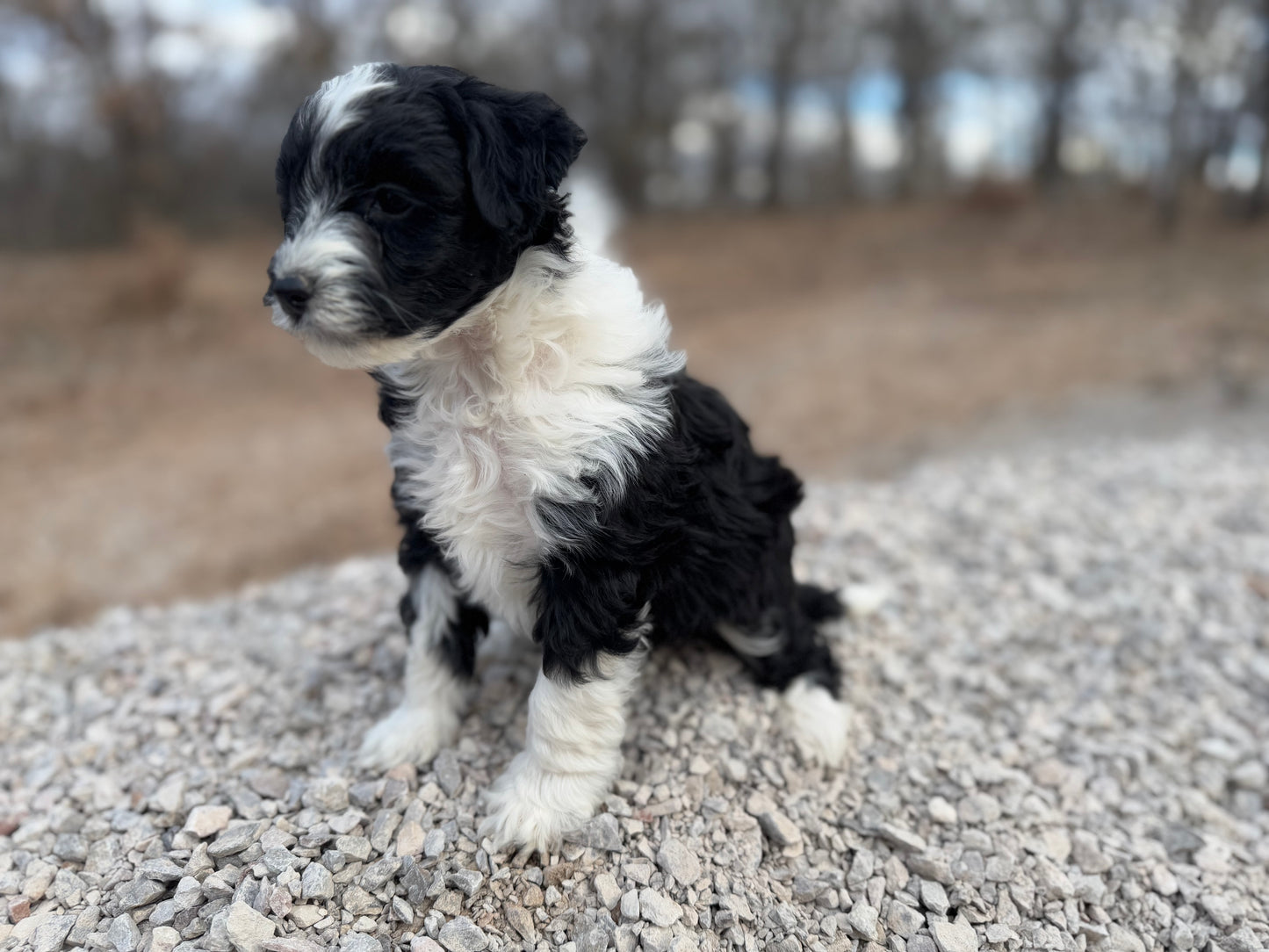 F1b Mini Bernedoodle (female) "Lorelai”