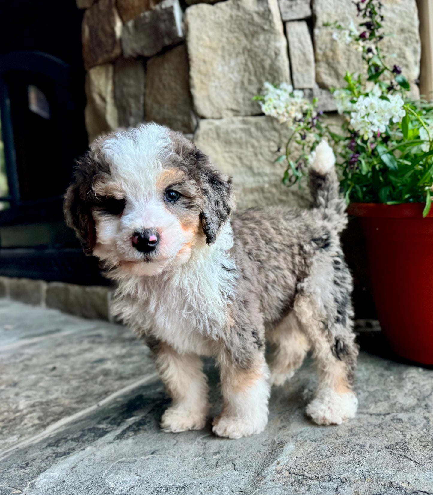 F1B Mini/ Medium Bernedoodle (male) “Dr.Pepper”