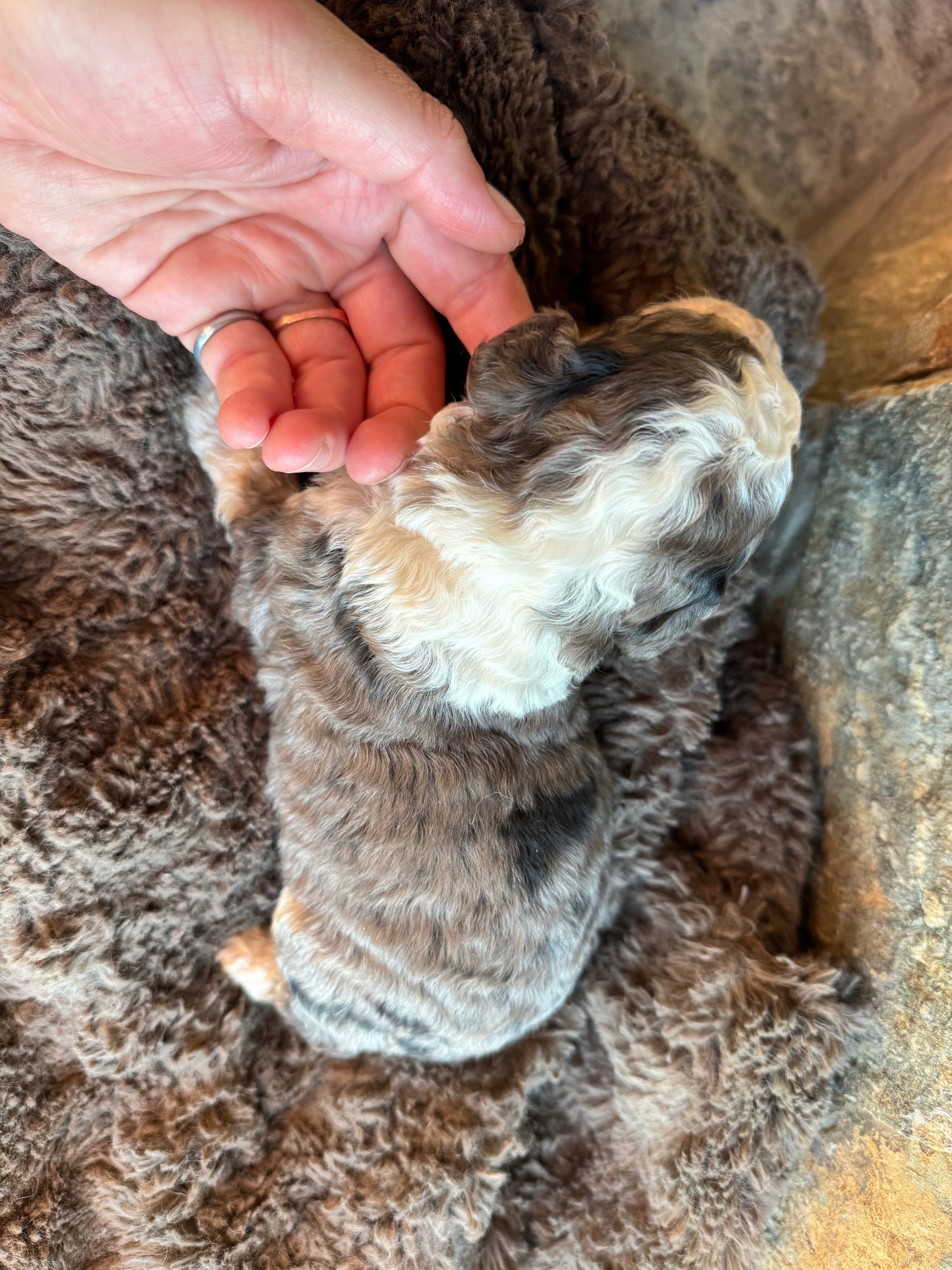 F1B Mini/ Medium Bernedoodle (male) “Dr.Pepper”