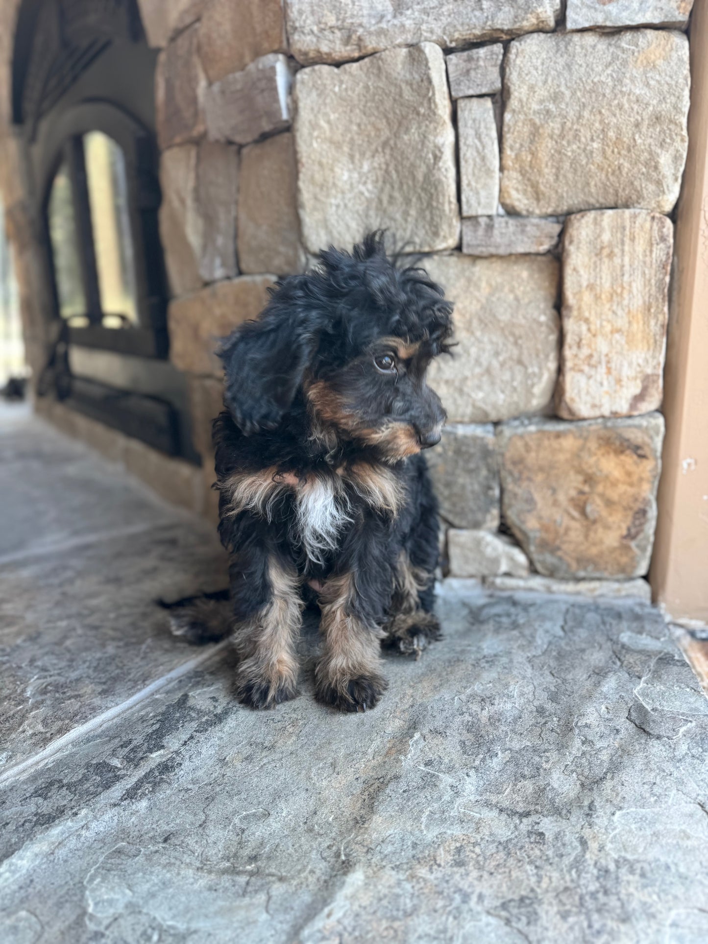 F1B mini Bernedoodle (female) “Queen”