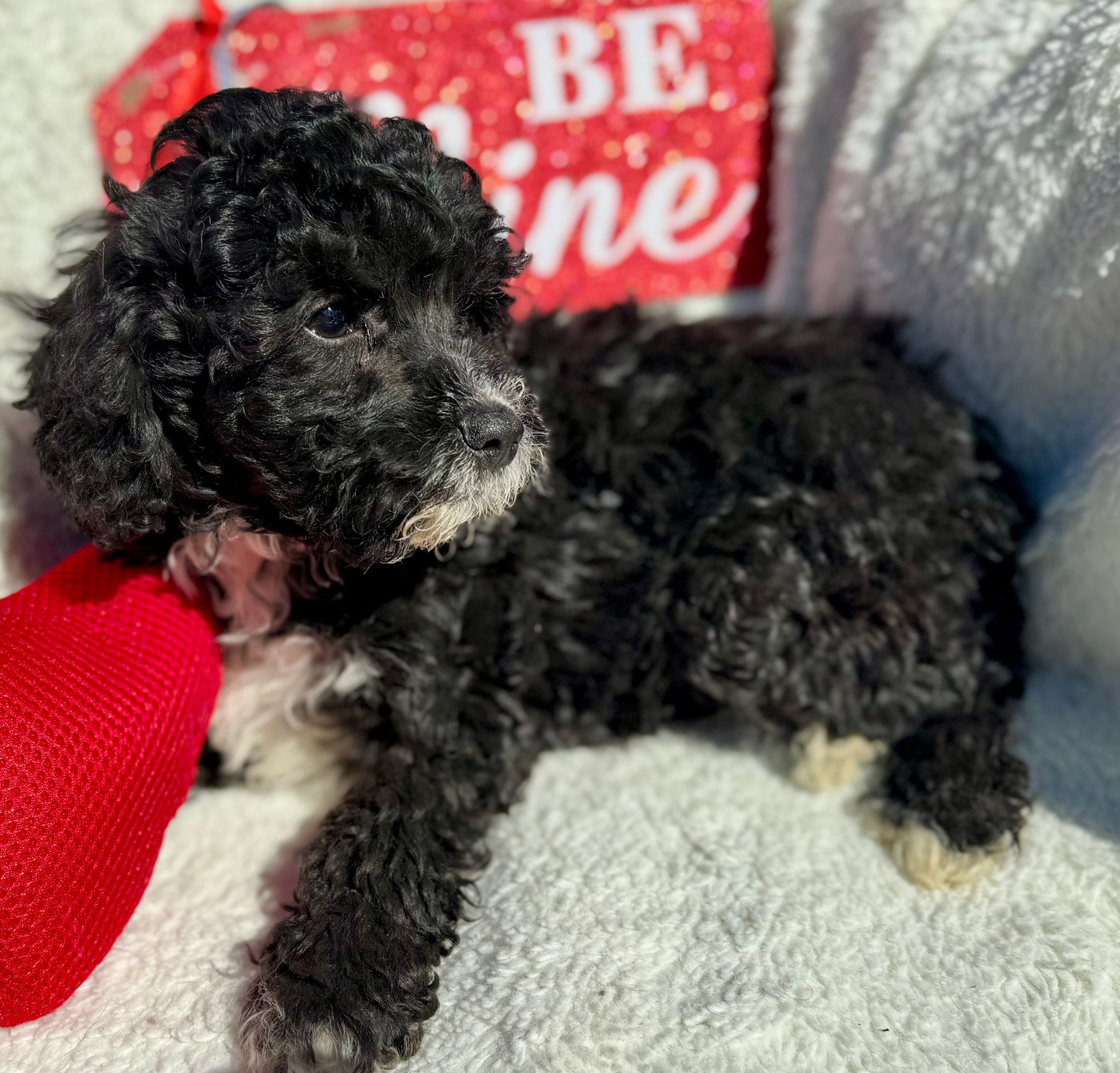 Micro Multigen Bernedoodle (male) "Ross”